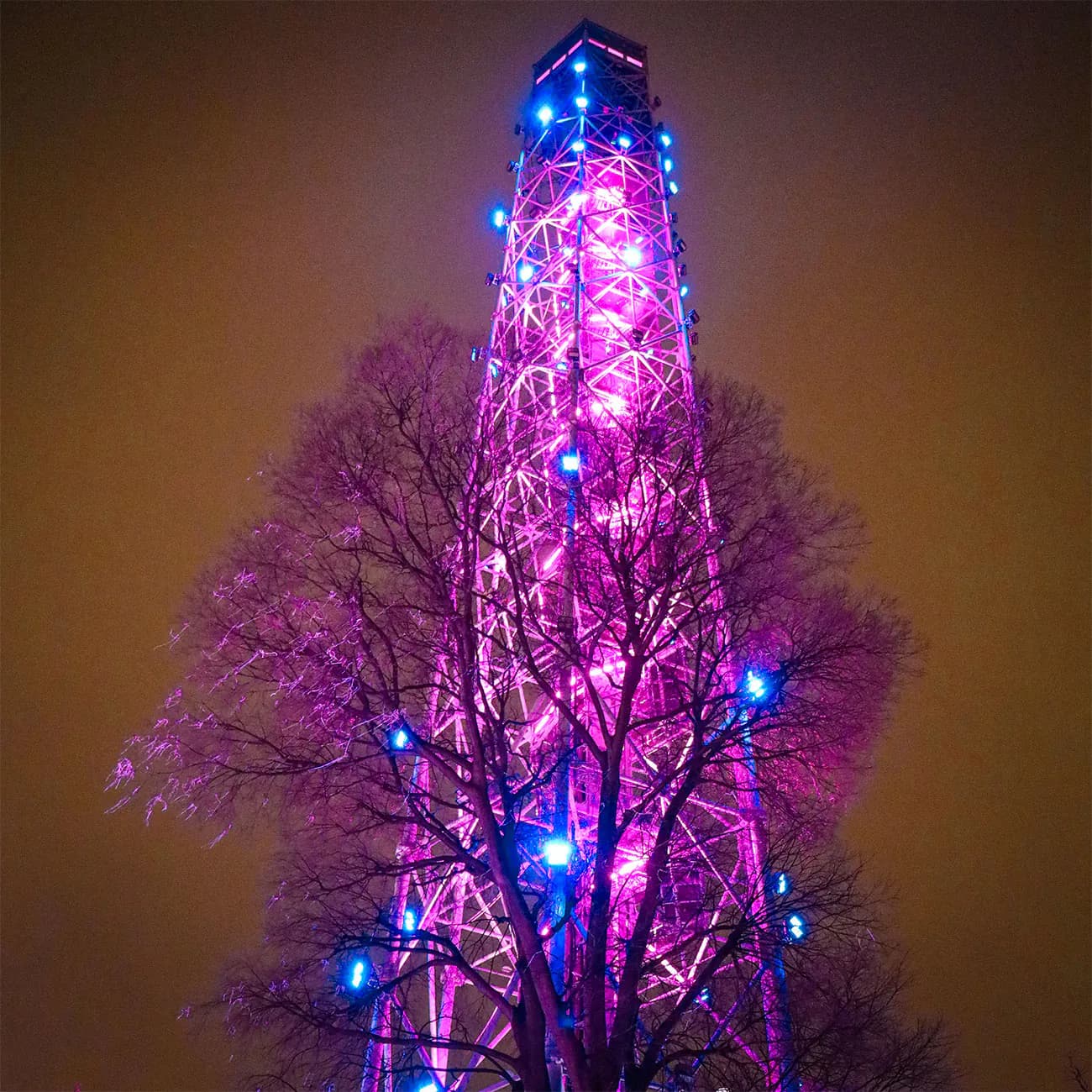 Torre Branca v noci září fialově a modře za stromy